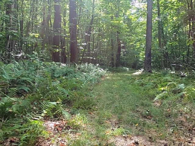 Susquehannock State Forest / Lyman Run State Park Gravel Route - Terrain #9 - XC Ski Trail in Denton Hill State Park