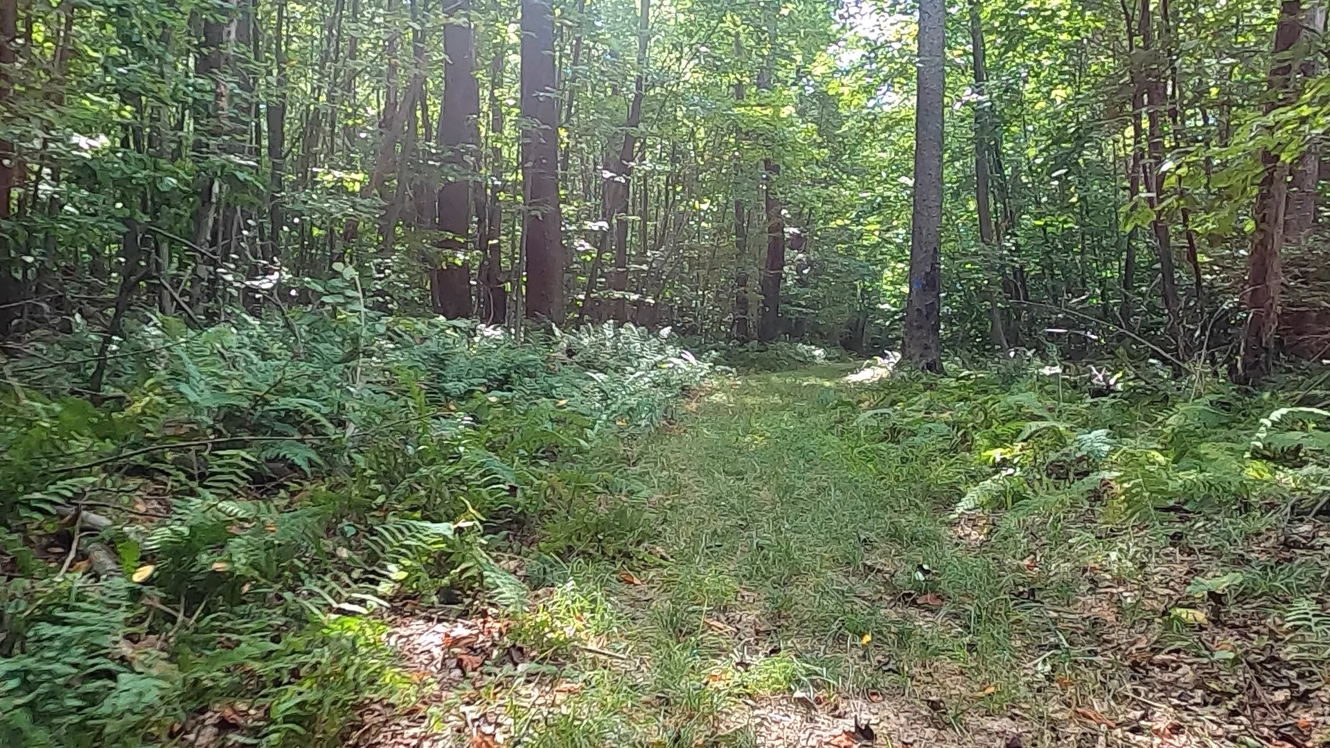 Susquehannock State Forest / Lyman Run State Park Gravel Route - Terrain #9 - XC Ski Trail in Denton Hill State Park