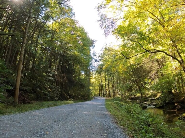 PLR - Sizerville - Elk State Forest - #11