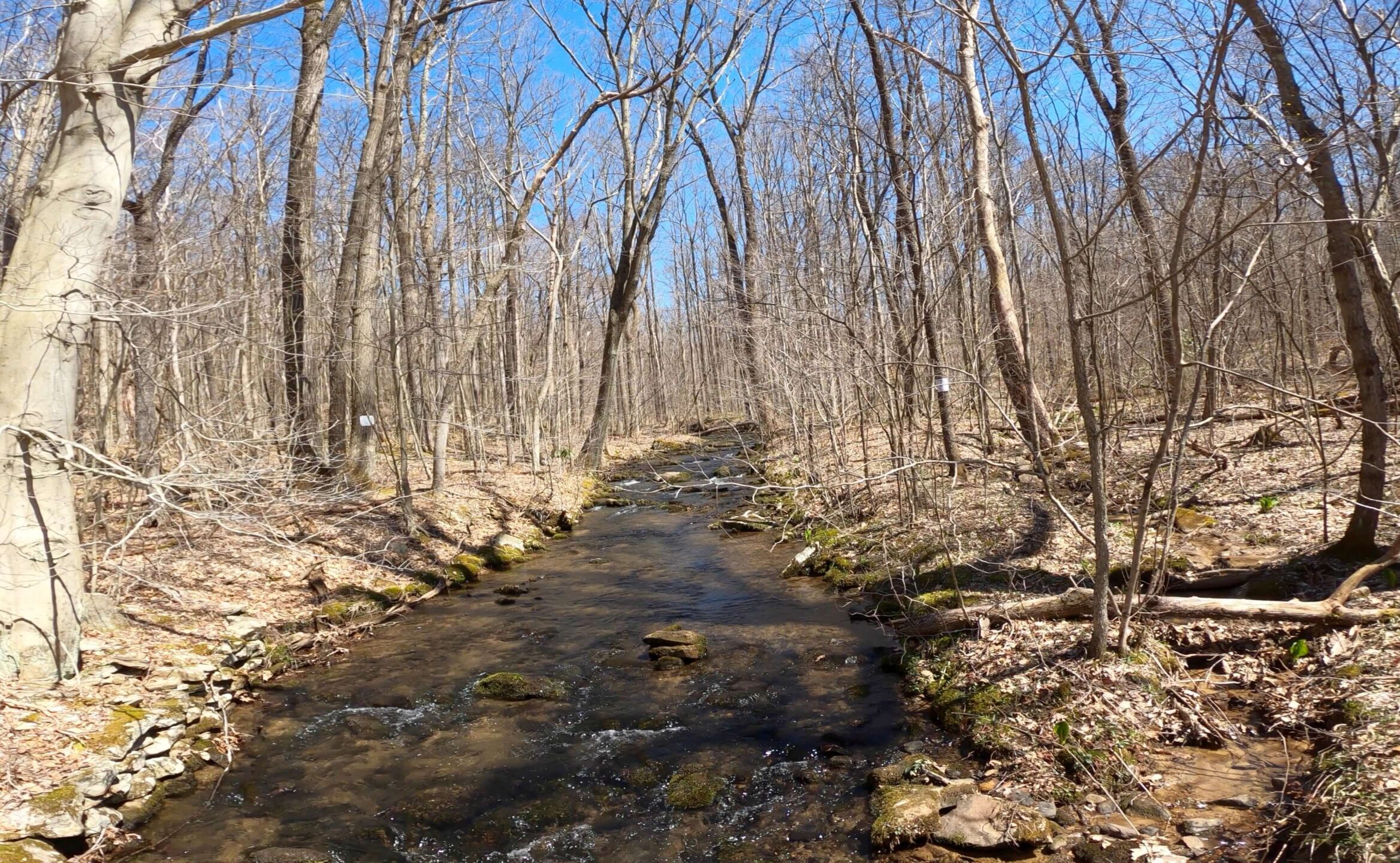 Feature Image - Mt. Streams Trail Tour - Camp Run