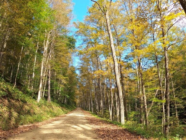 PLR - Sizerville - Elk State Forest - #2