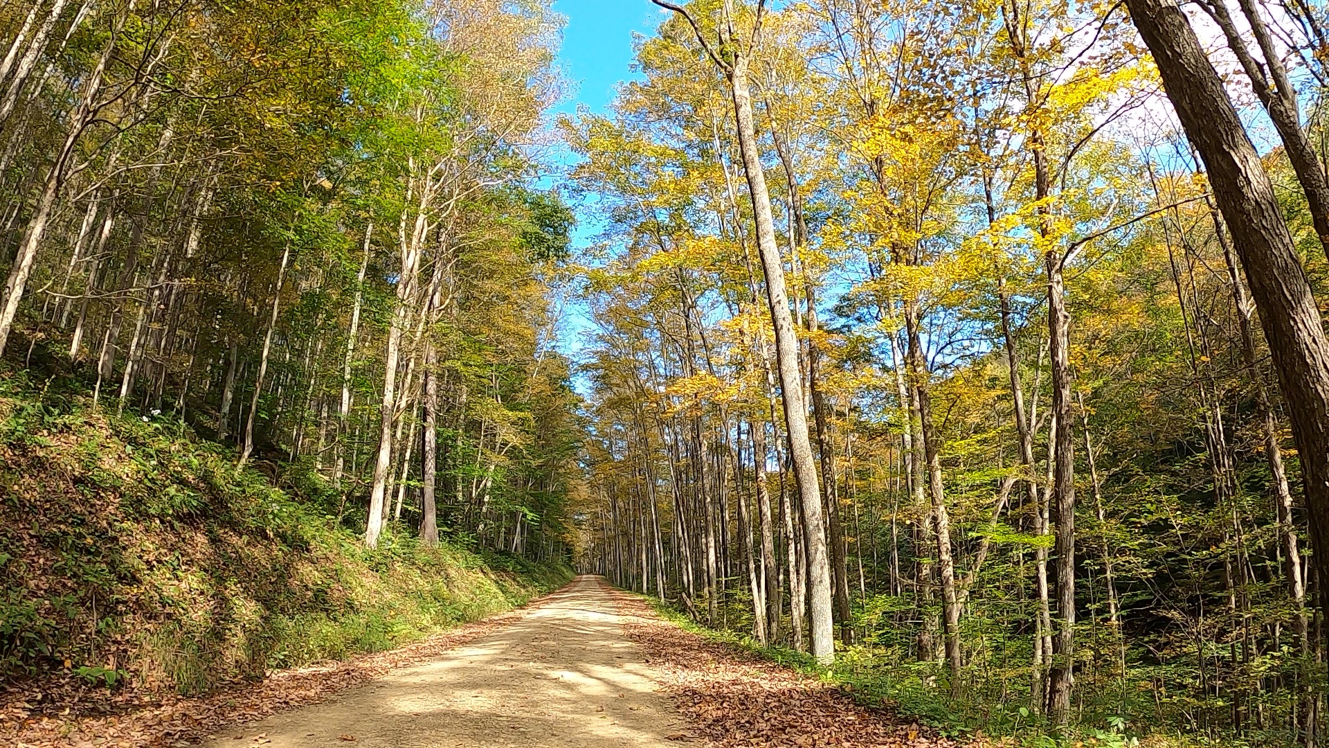 PLR - Sizerville - Elk State Forest - #2