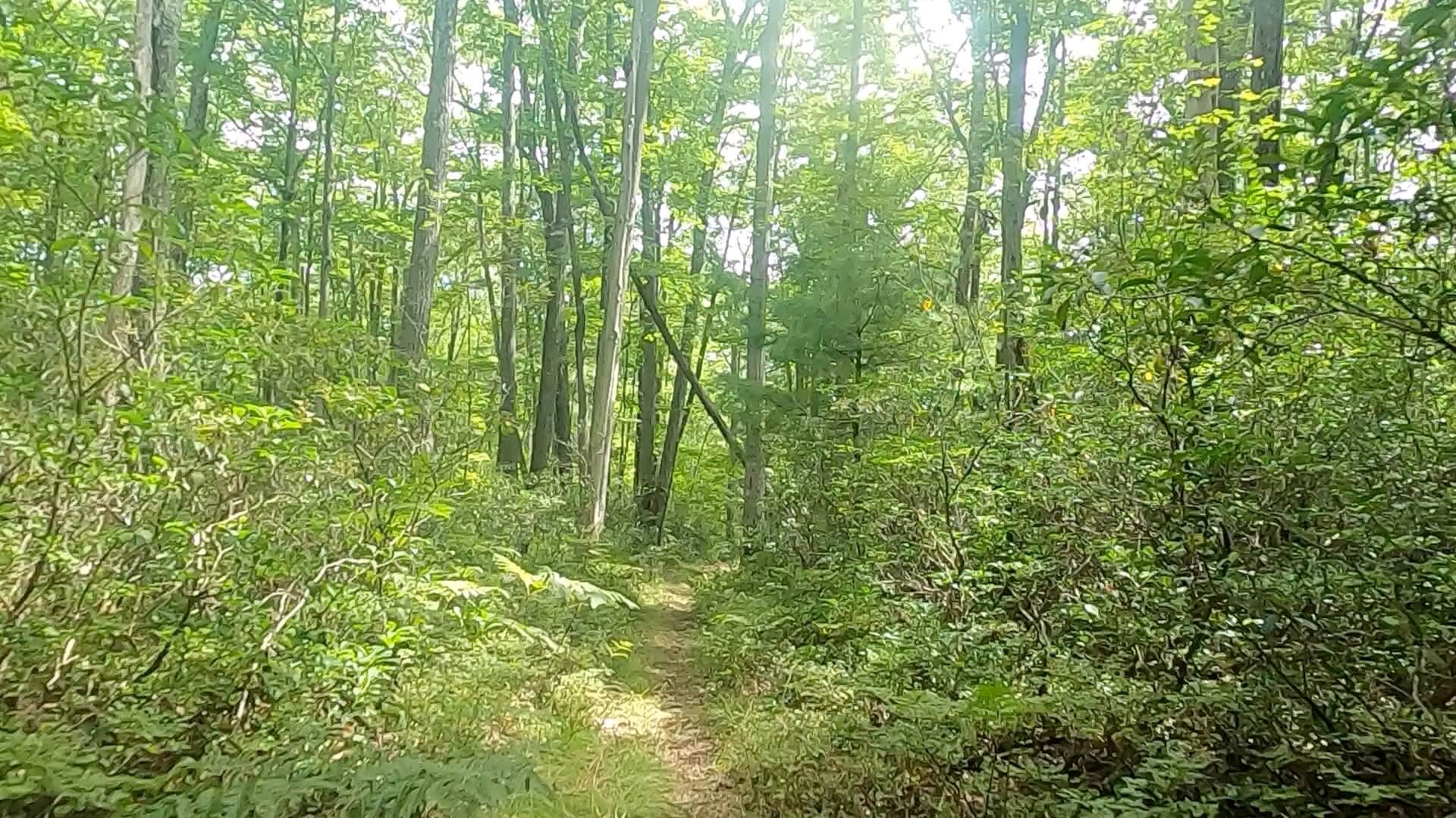 2022 Laurel Classic MTB Challenge - #15 - Scotch Pine Hollow Trail A