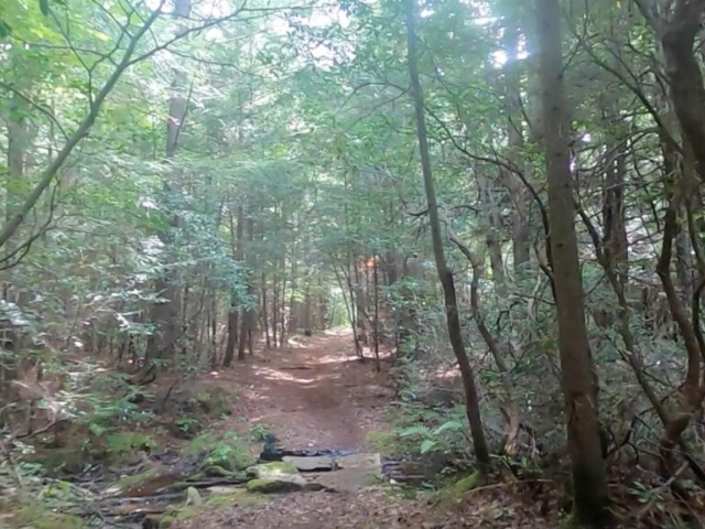 2022 Laurel Classic MTB Challenge - #16 - Scotch Pine Hollow Trail B