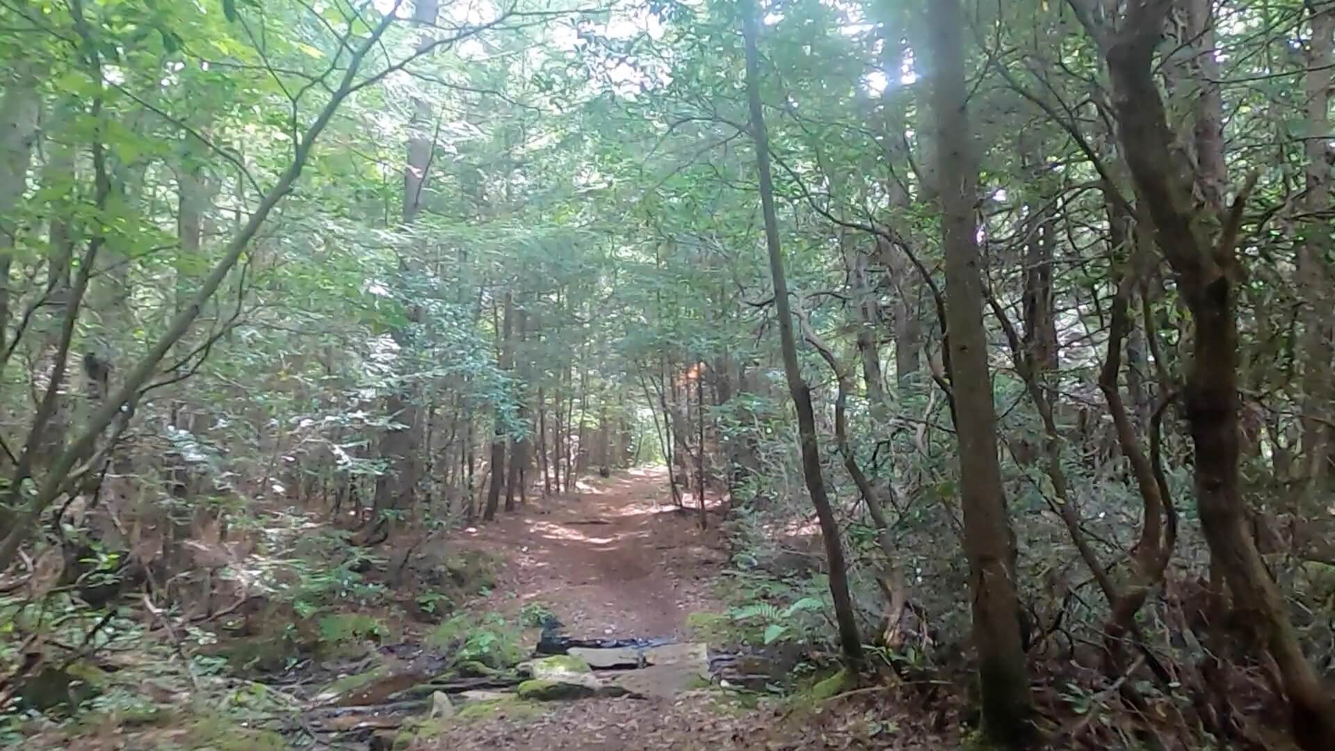 2022 Laurel Classic MTB Challenge - #16 - Scotch Pine Hollow Trail B