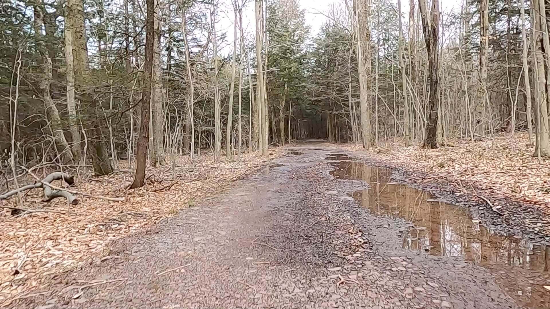 Public Lands Ride - 2021 - Loyalsock State Forest - Worlds End State Park - Path Toward Conservancy Narrow Gauge Rail Trail