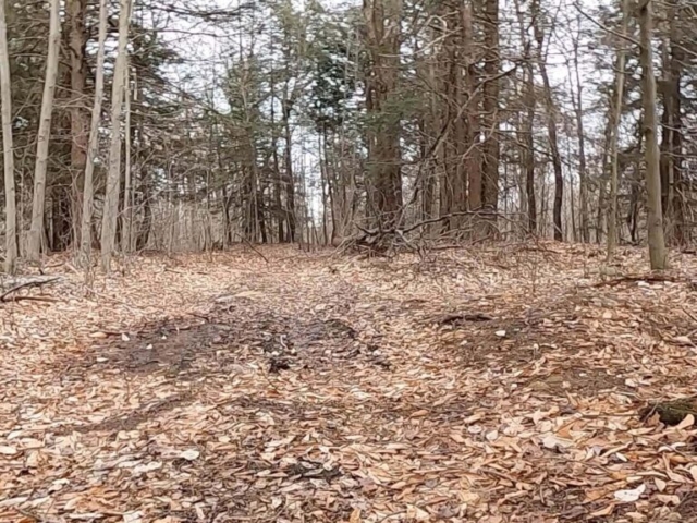 Public Lands Ride - 2021 - Loyalsock State Forest - Worlds End State Park - Bridle Trail #2