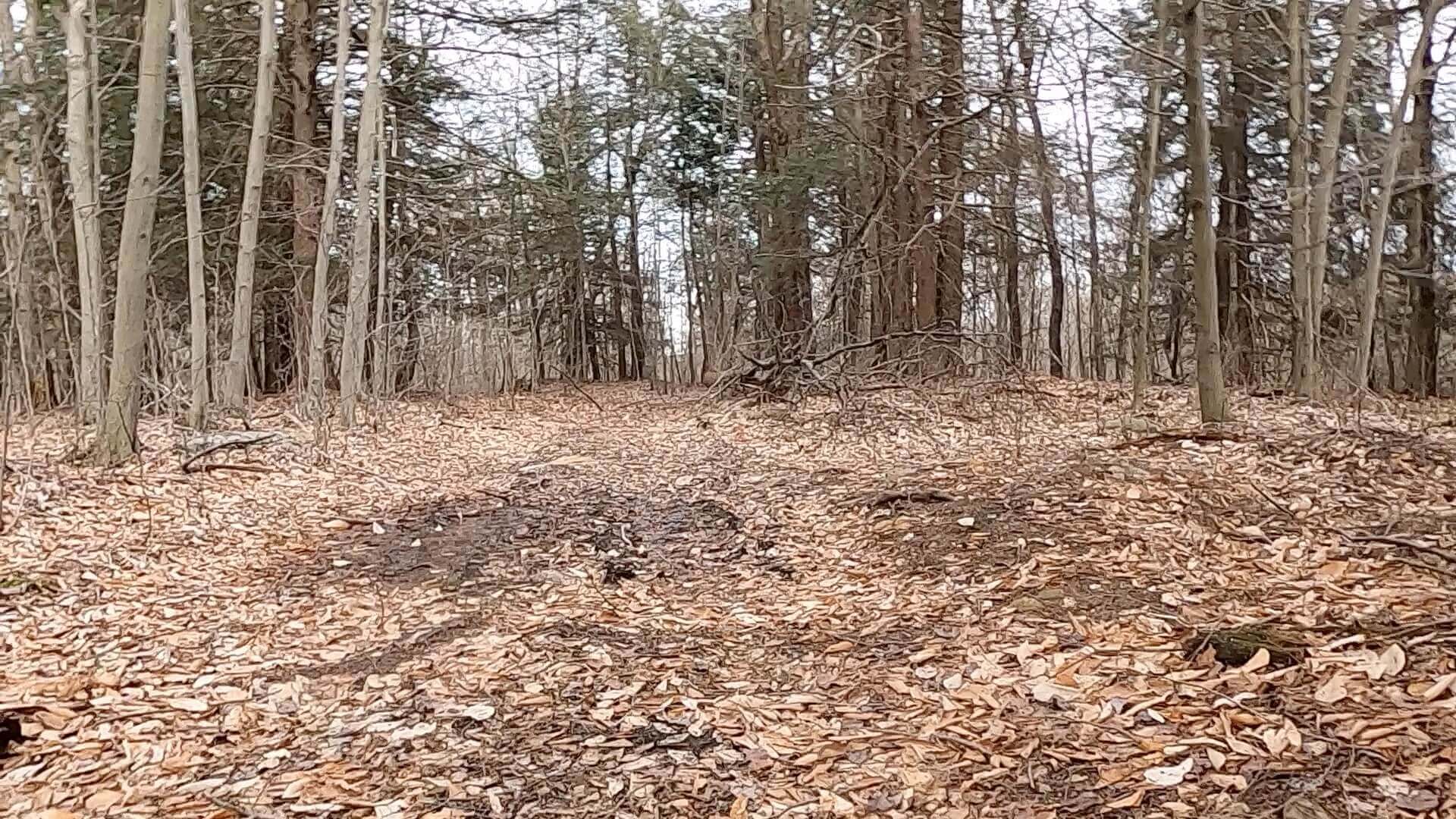 Public Lands Ride - 2021 - Loyalsock State Forest - Worlds End State Park - Bridle Trail #2