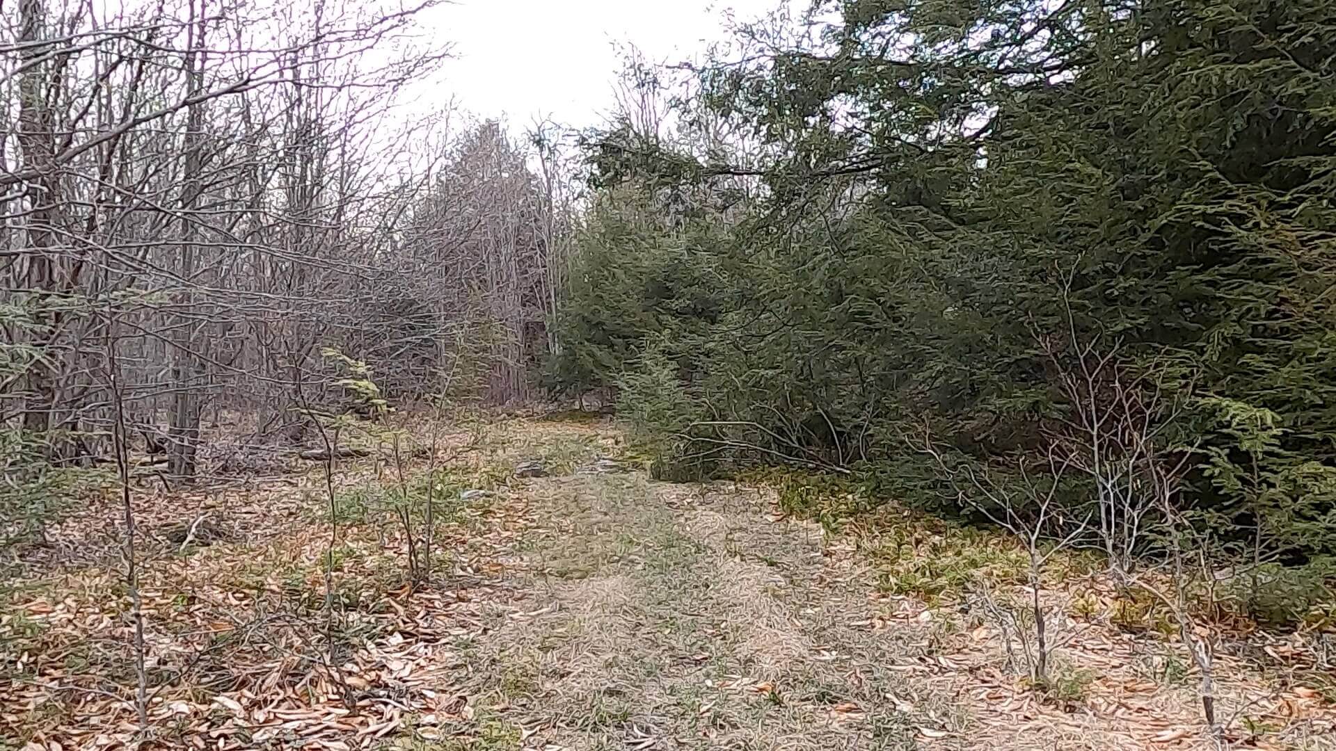 Public Lands Ride - 2021 - Loyalsock State Forest - Worlds End State Park - Bridle Trail #3