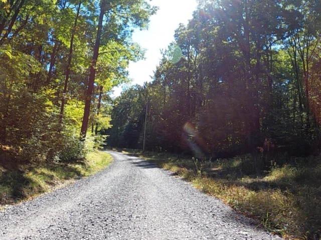 PLR - Sizerville - Elk State Forest - #3