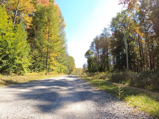 PLR - Sizerville - Elk State Forest - #4 - Bear sighting #2