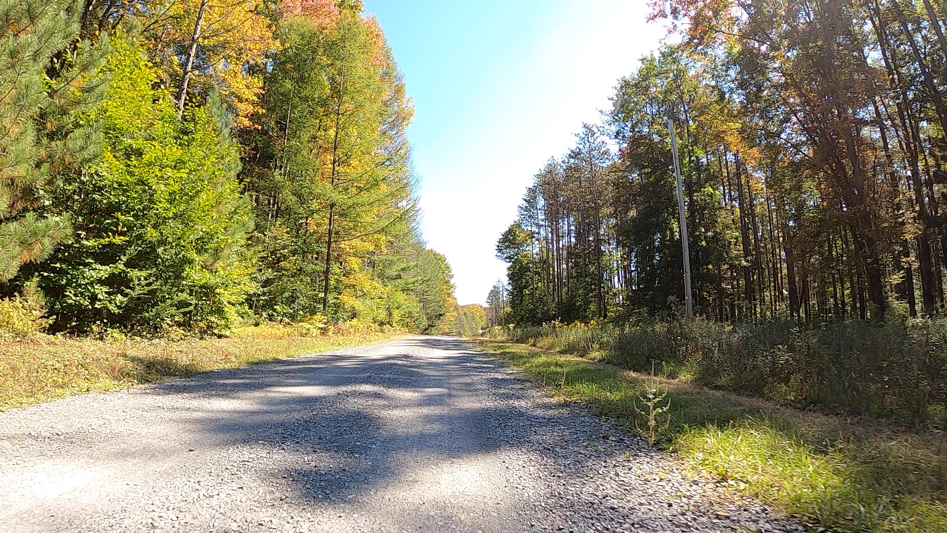 PLR - Sizerville - Elk State Forest - #4 - Bear sighting #2