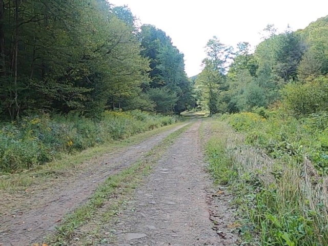 Susquehannock State Forest / Lyman Run State Park Gravel Route - Terrain #5 - Losey Rd.