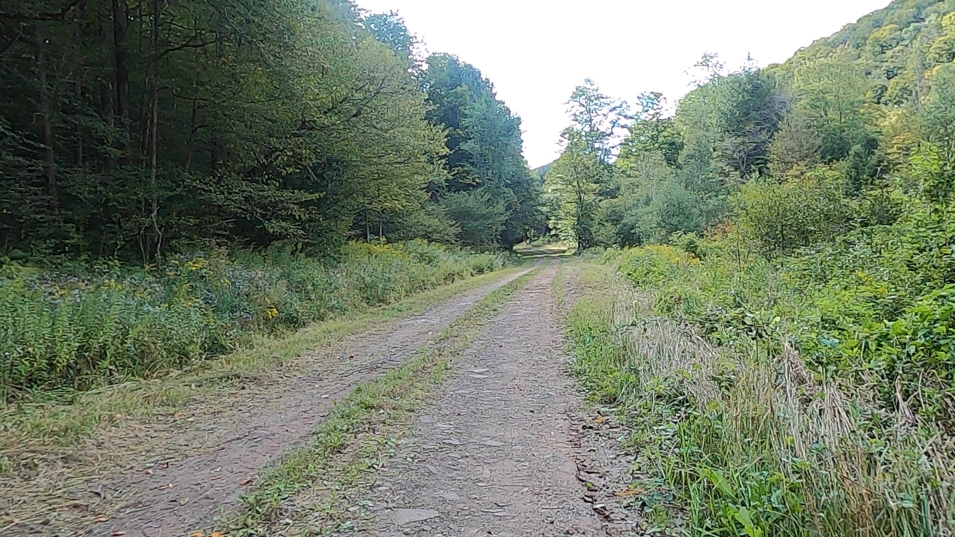 Susquehannock State Forest / Lyman Run State Park Gravel Route - Terrain #5 - Losey Rd.