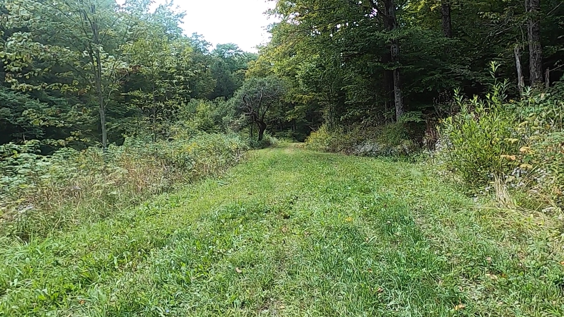 Susquehannock State Forest / Lyman Run State Park Gravel Route - Terrain #6 - Losey Trail