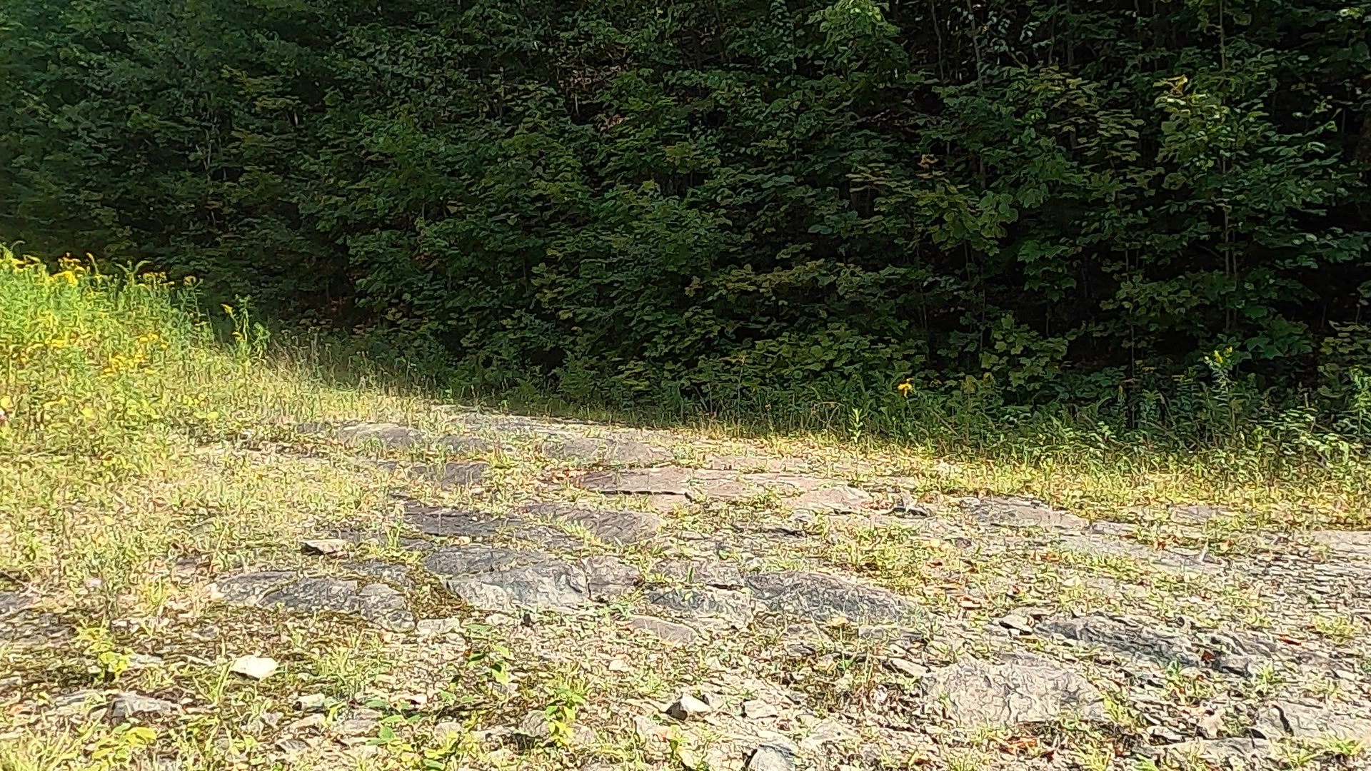 Susquehannock State Forest / Lyman Run State Park Gravel Route - Terrain #8 - Sidewinder Trail