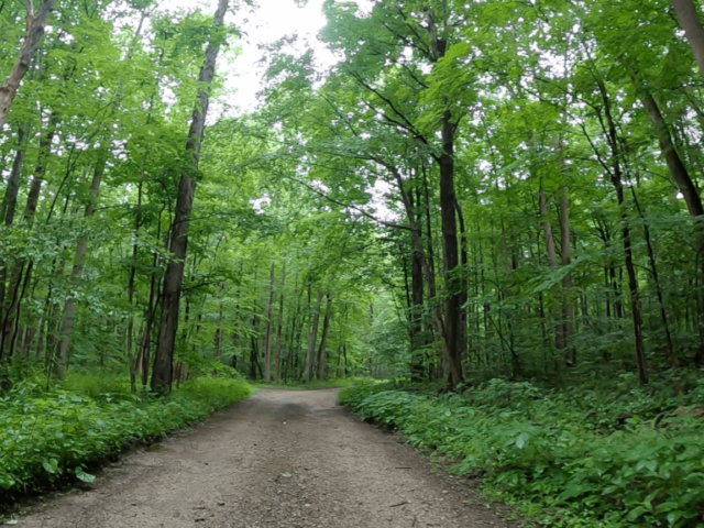 Laurel Highlands Gravel Routes Collection - Aukerman Road - Flat Section at Bottom