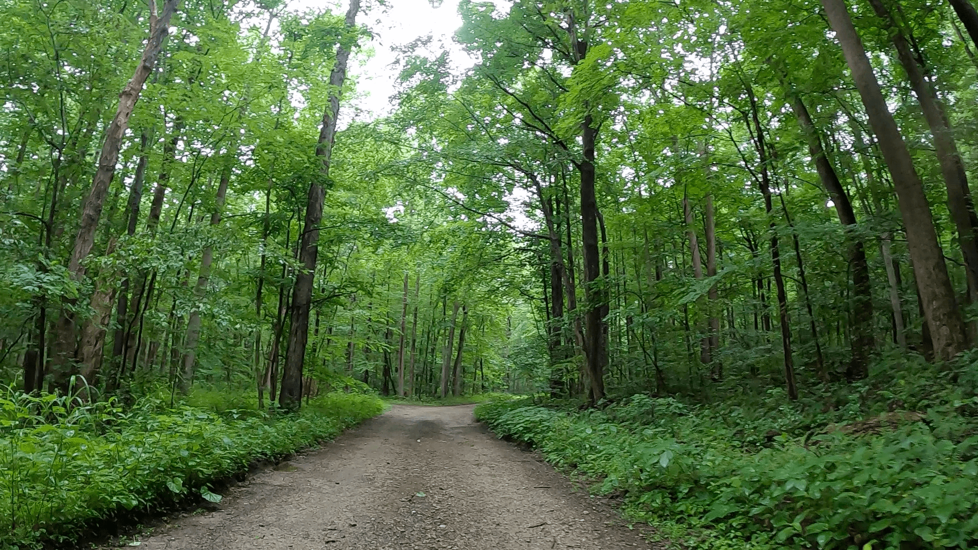 Laurel Highlands Gravel Routes Collection - Aukerman Road - Flat Section at Bottom