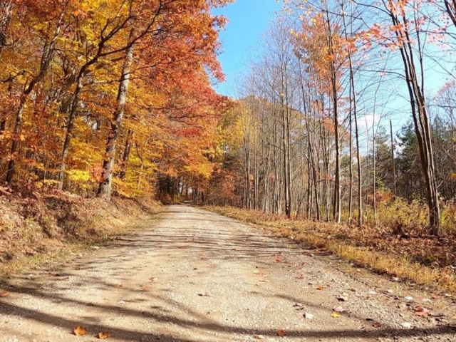 Clear Creek - Cook Forest Gravel Route - Terrain #10