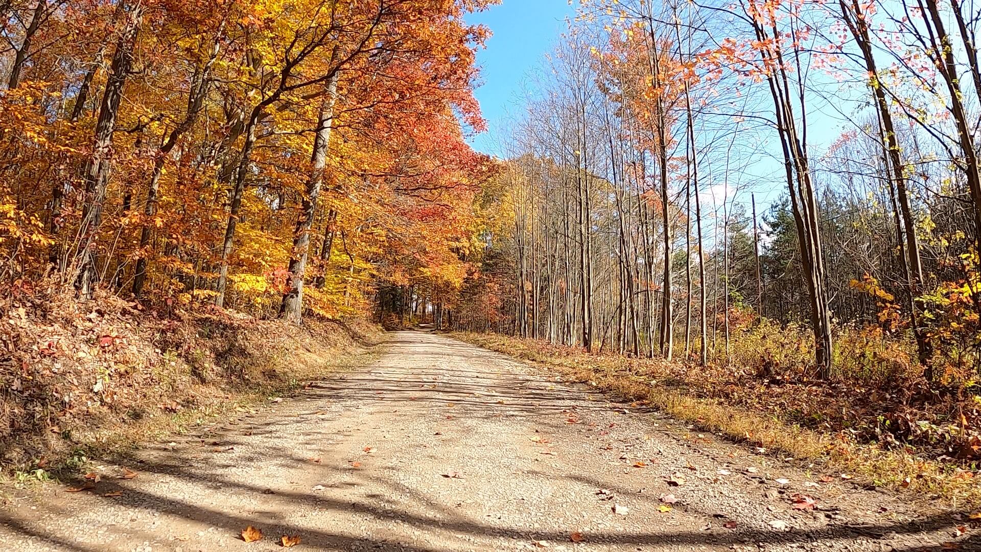 Clear Creek - Cook Forest Gravel Route - Terrain #10