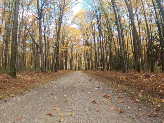 Clear Creek - Cook Forest Gravel Route - Terrain #12