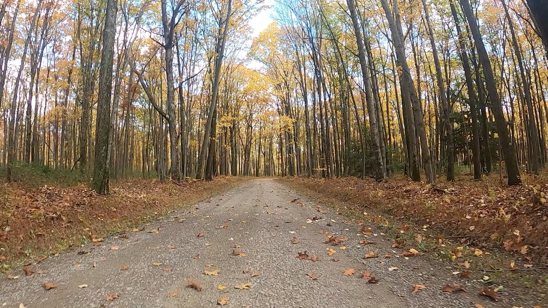 Clear Creek - Cook Forest Gravel Route - Terrain #12