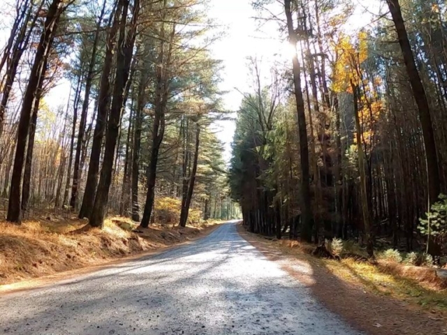 Clear Creek - Cook Forest Gravel Route - Terrain #3