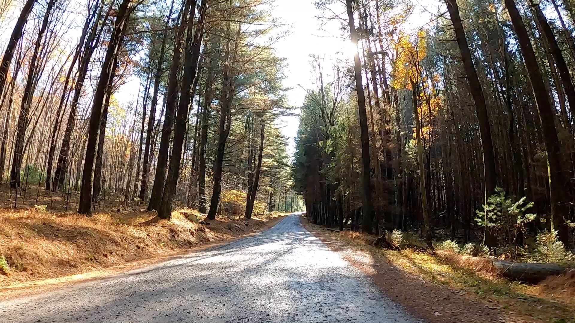 Clear Creek - Cook Forest Gravel Route - Terrain #3