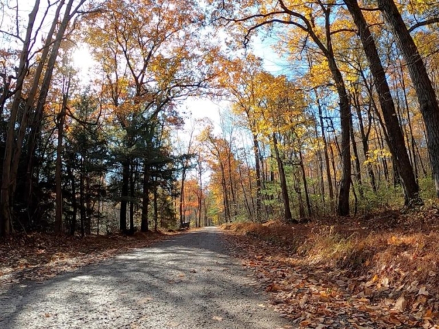 Clear Creek - Cook Forest Gravel Route - Terrain #4