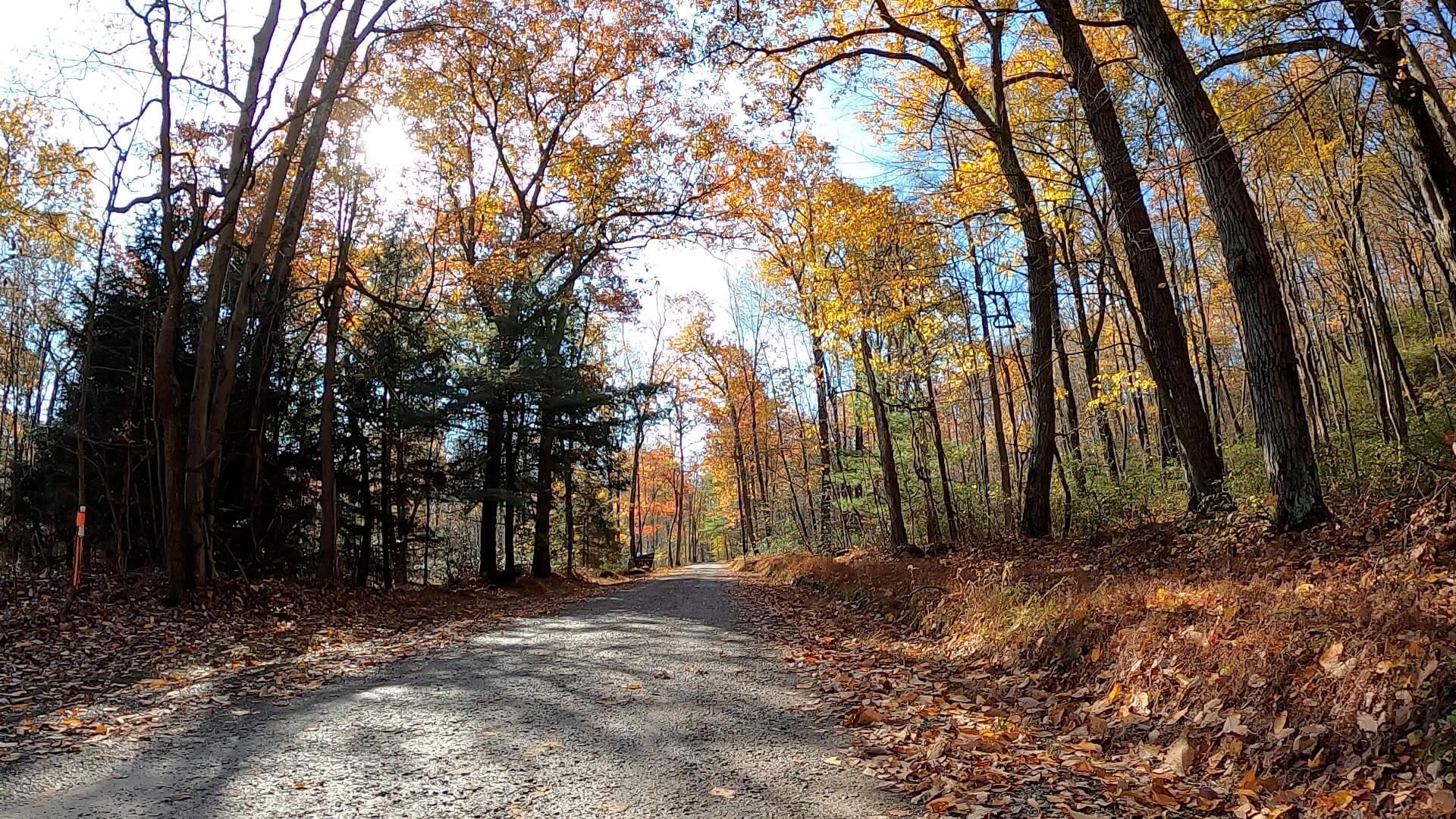 Clear Creek - Cook Forest Gravel Route - Terrain #4