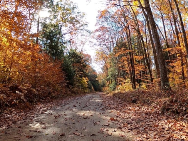 Clear Creek - Cook Forest Gravel Route - Terrain #7