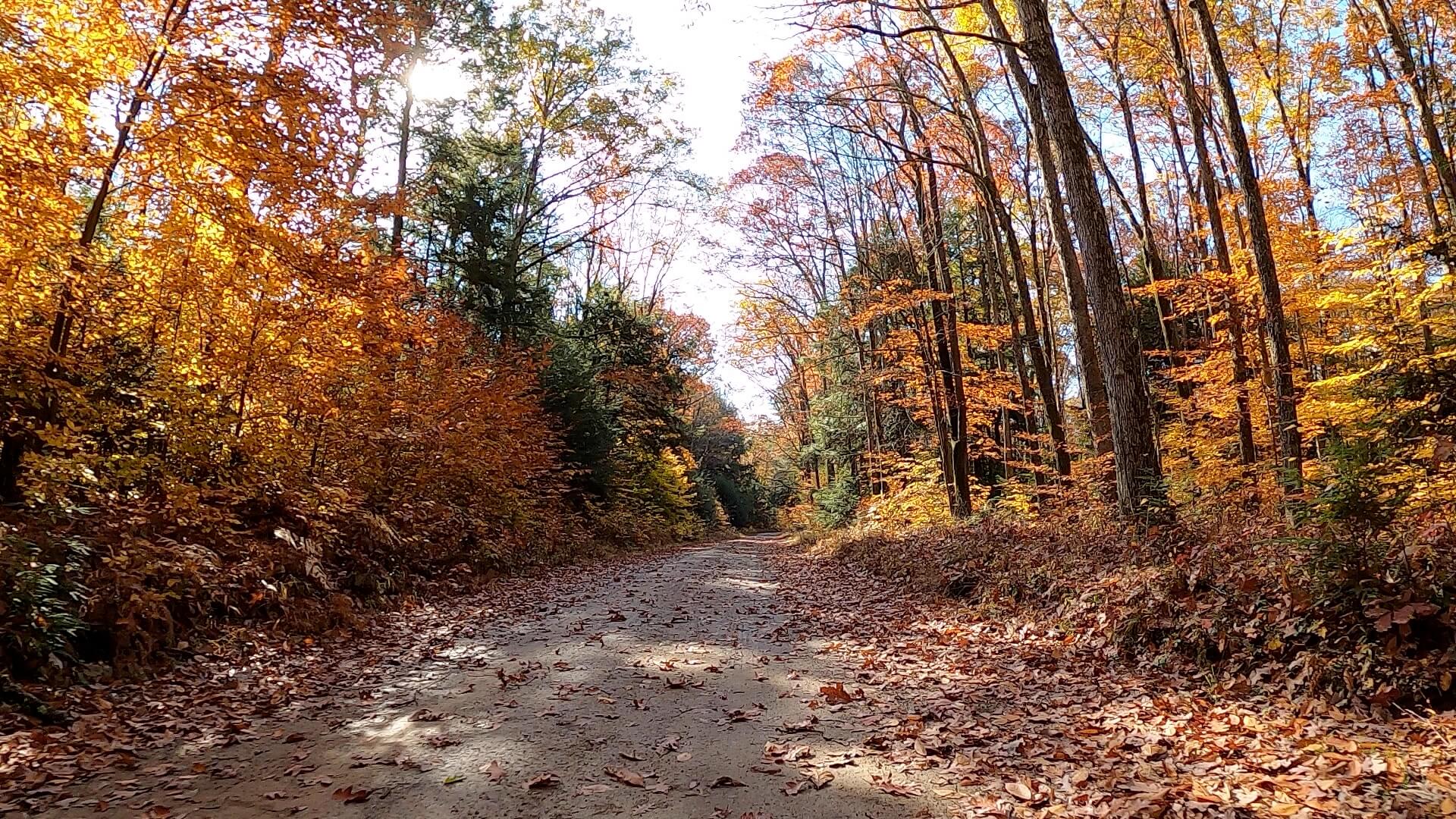 Clear Creek - Cook Forest Gravel Route - Terrain #7