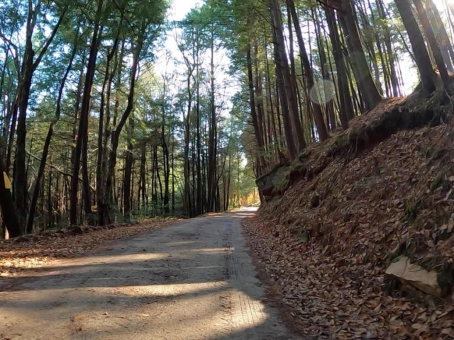 Clear Creek - Cook Forest Gravel Route - Terrain #8