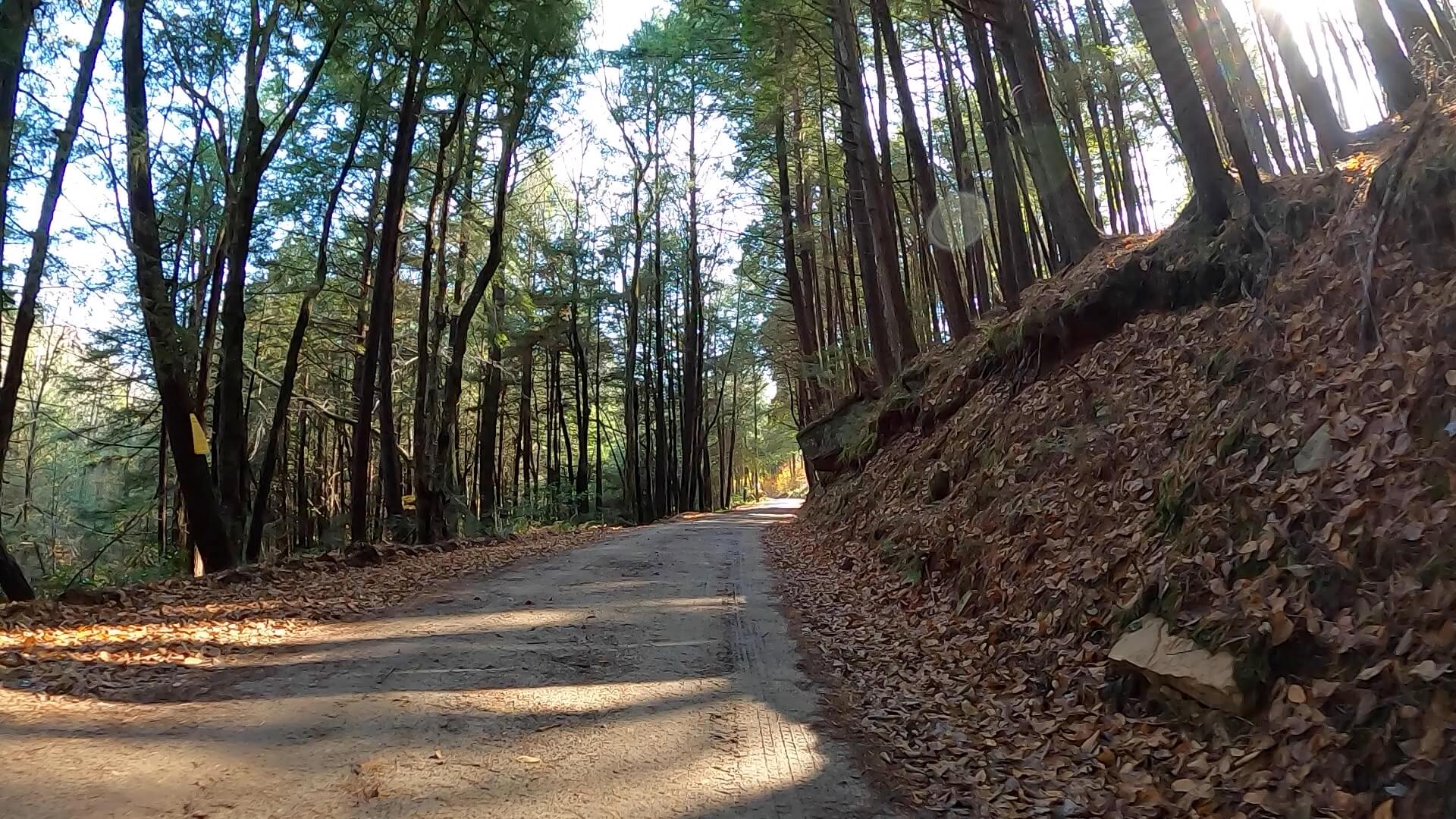 Clear Creek - Cook Forest Gravel Route - Terrain #8