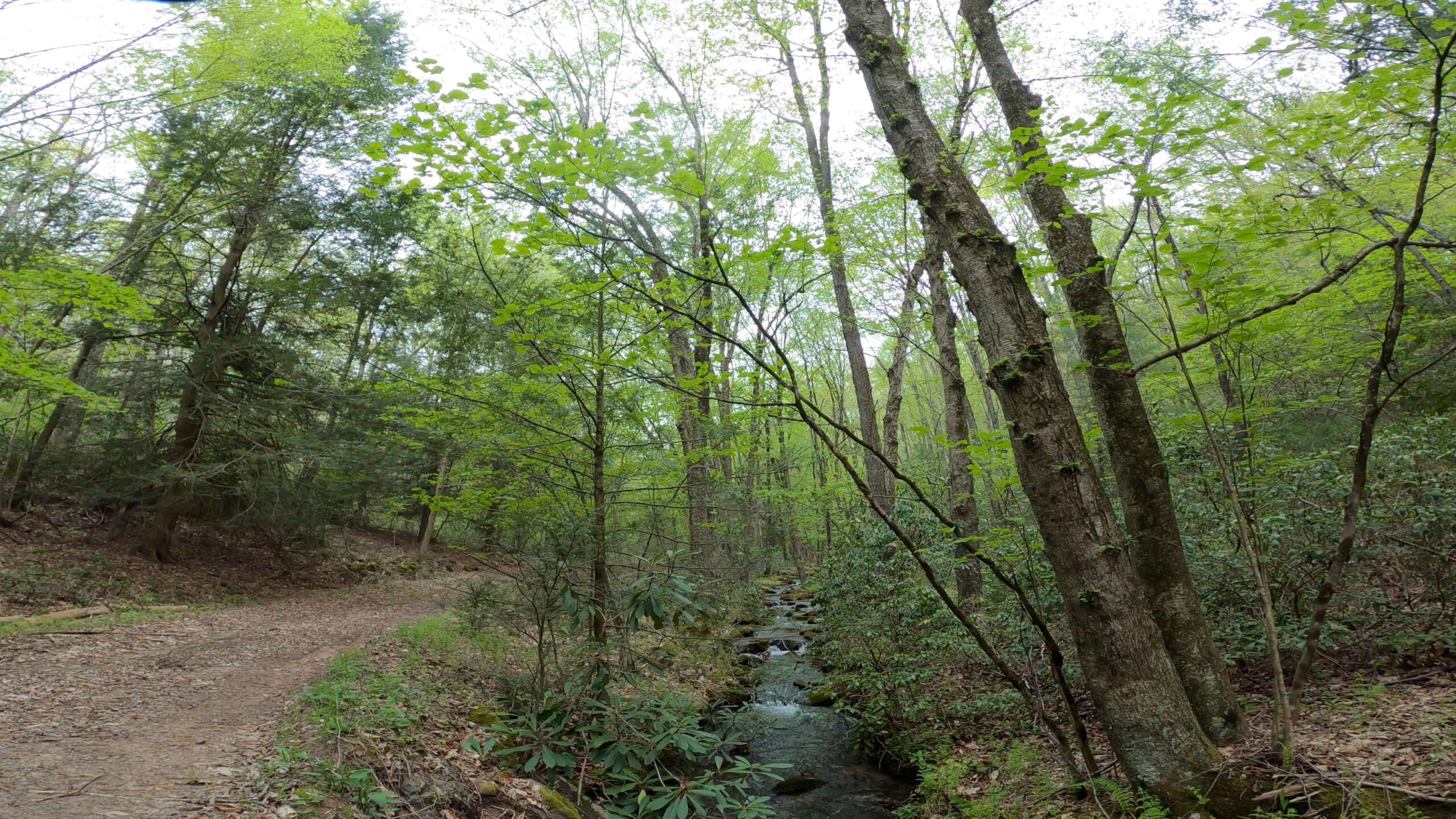 Griz Guides Seven Mountain Enduro Epic Route - Little Poe Road