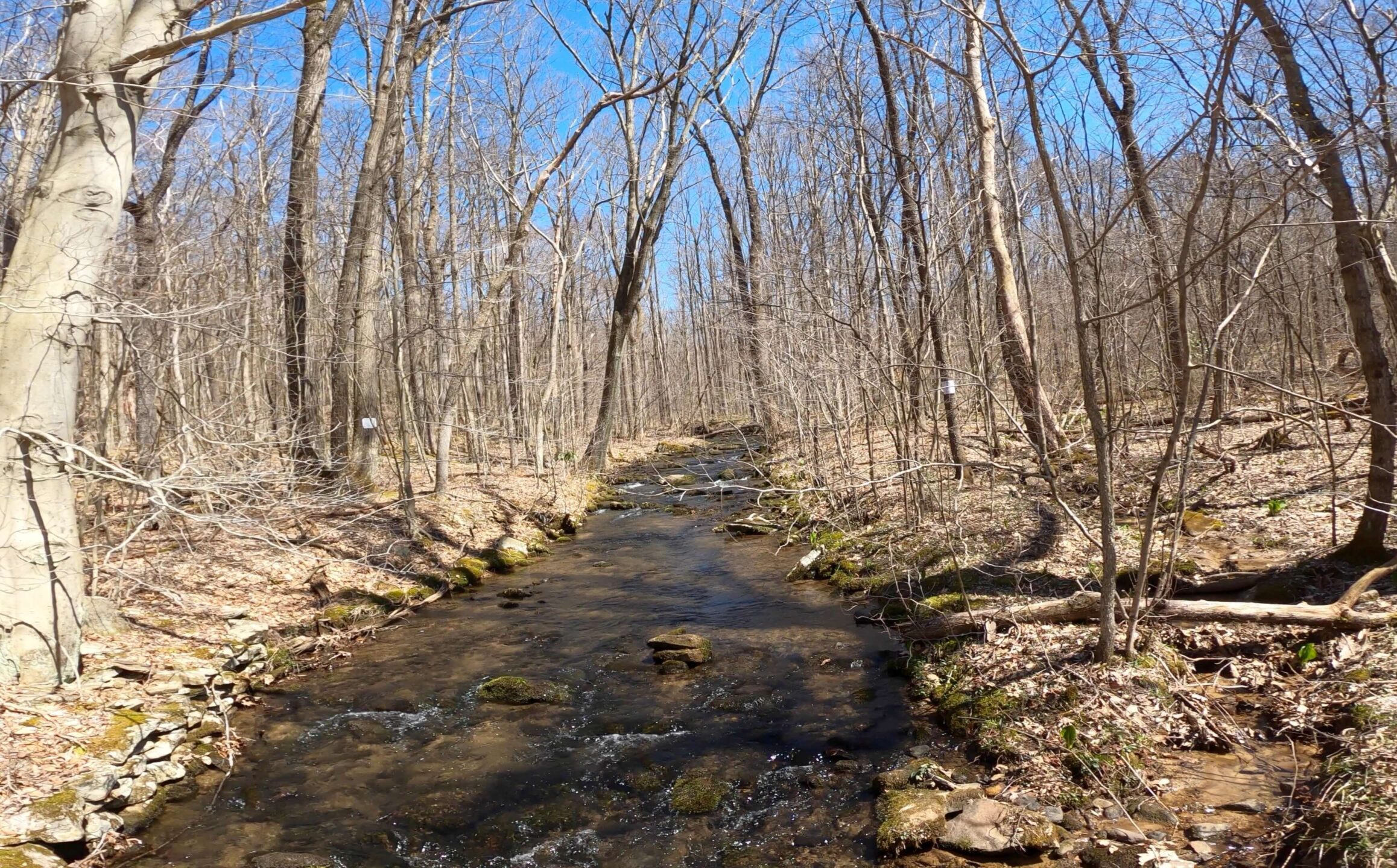 Mt. Streams Trail Tour - Camp Run