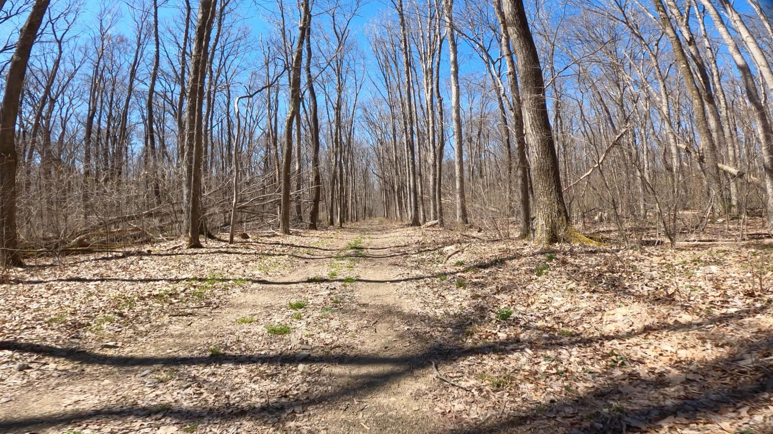 Mt. Streams Trail Tour - Long Straight from Stream Back to Camp Run Rd Lot