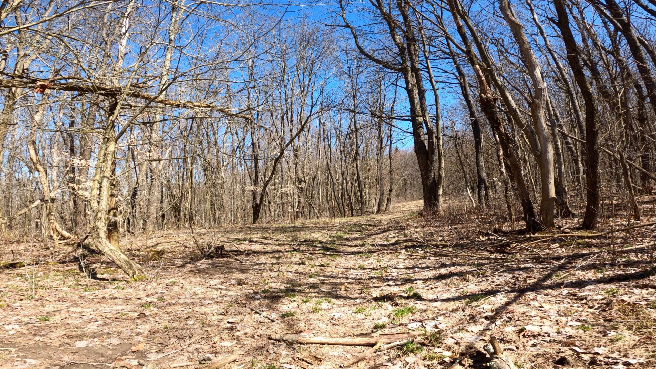 Mt. Streams Trail Tour - Top Section Near Tunnel Rd