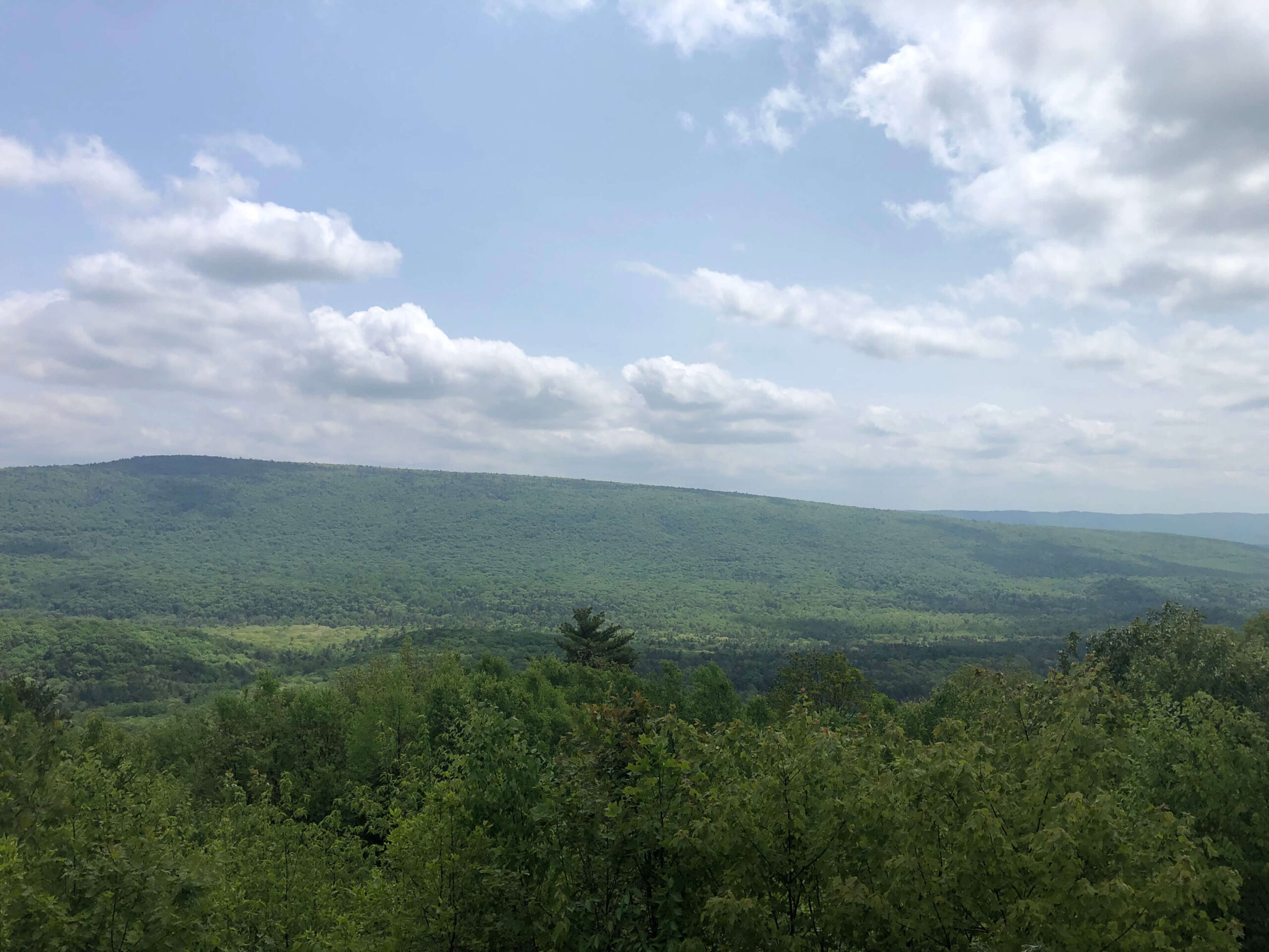 Social Media Shares: Rothrock State Forest Gravel/MTB Route w/ Tussey Ridge Trails - North Meadow Vista on Wampler Road