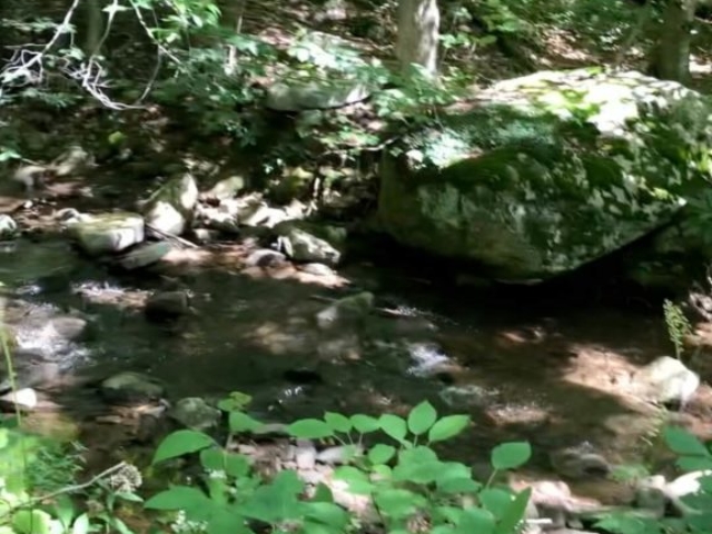 PEC Laurel Ridge-Forbes - Mountain stream feeding Blue Hole.