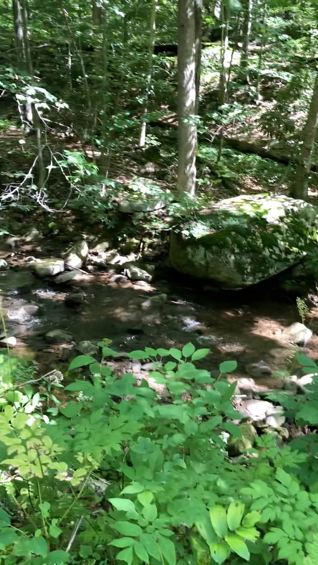 PEC Laurel Ridge-Forbes - Mountain stream feeding Blue Hole.