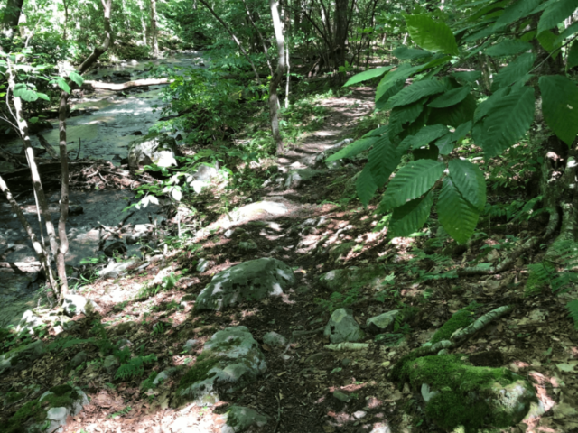 PEC Laurel Ridge-Forbes - Mountain stream in Laurel Hill State Park near the Ridge Trail.