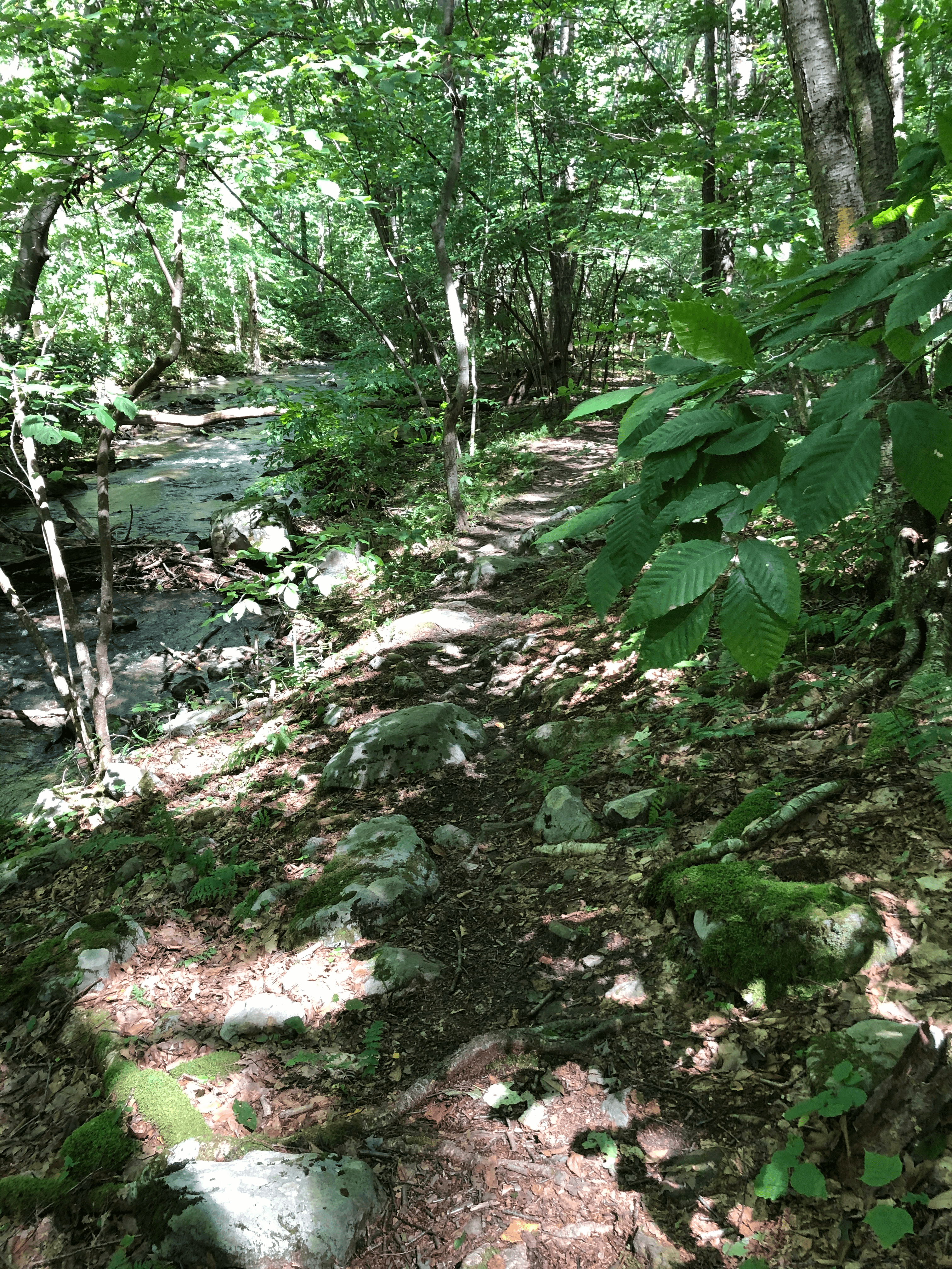 PEC Laurel Ridge-Forbes - Mountain stream in Laurel Hill State Park near the Ridge Trail.