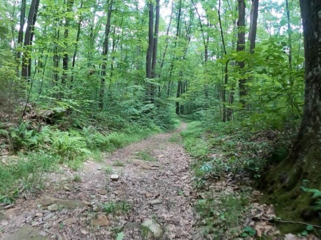 PEC Laurel Ridge-Forbes - Ridge Trail in Laurel Hill State Park.