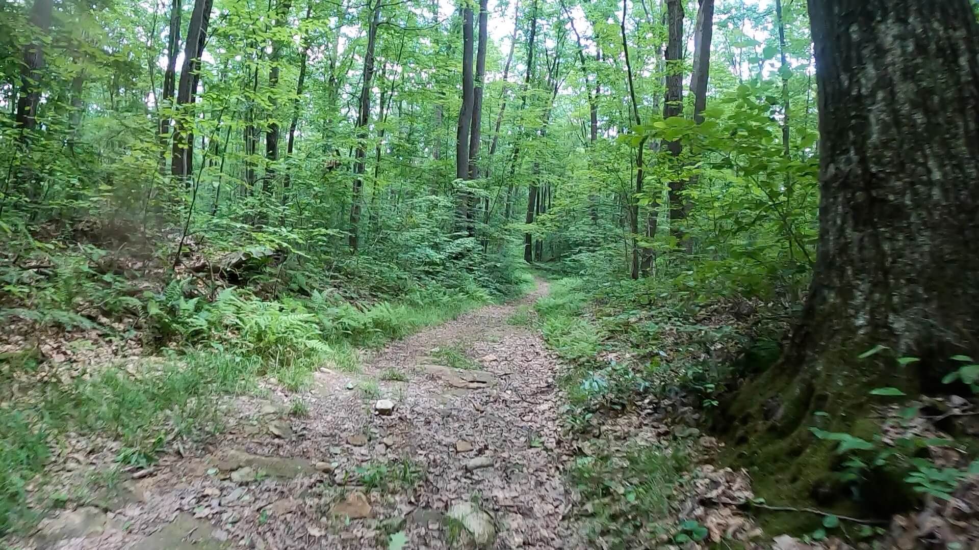 PEC Laurel Ridge-Forbes - Ridge Trail in Laurel Hill State Park.