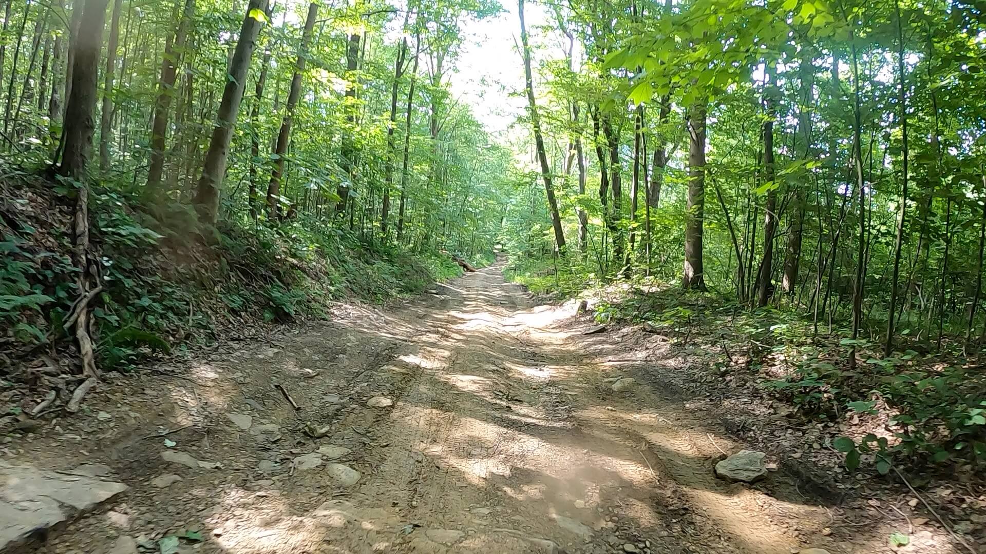 PEC Laurel Ridge-Forbes - Auckerman Road - gnarly, rough and steep downhill.