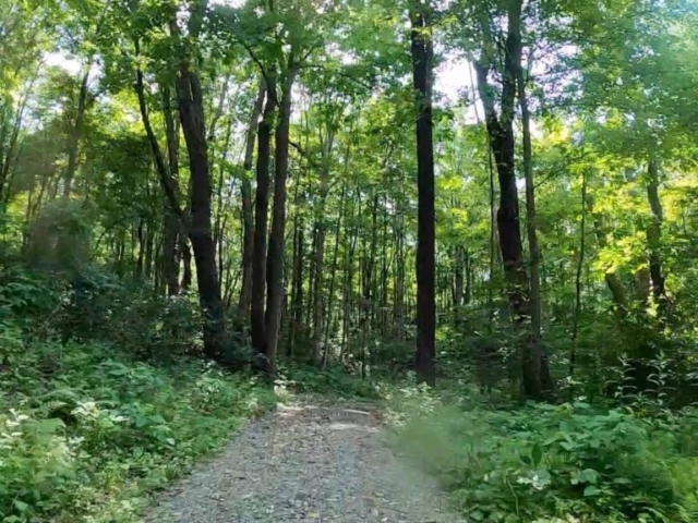 PEC Laurel Ridge-Forbes - Mt. Streams Trail.