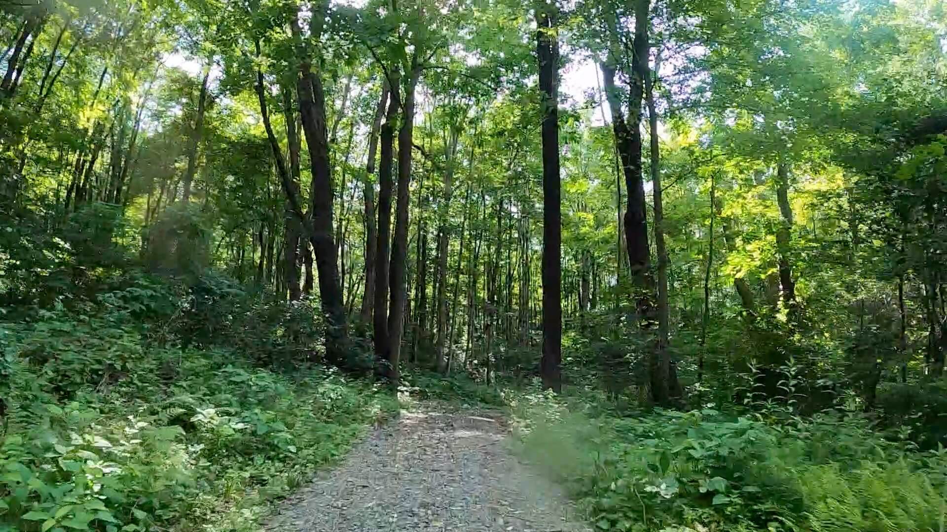 PEC Laurel Ridge-Forbes - Mt. Streams Trail.