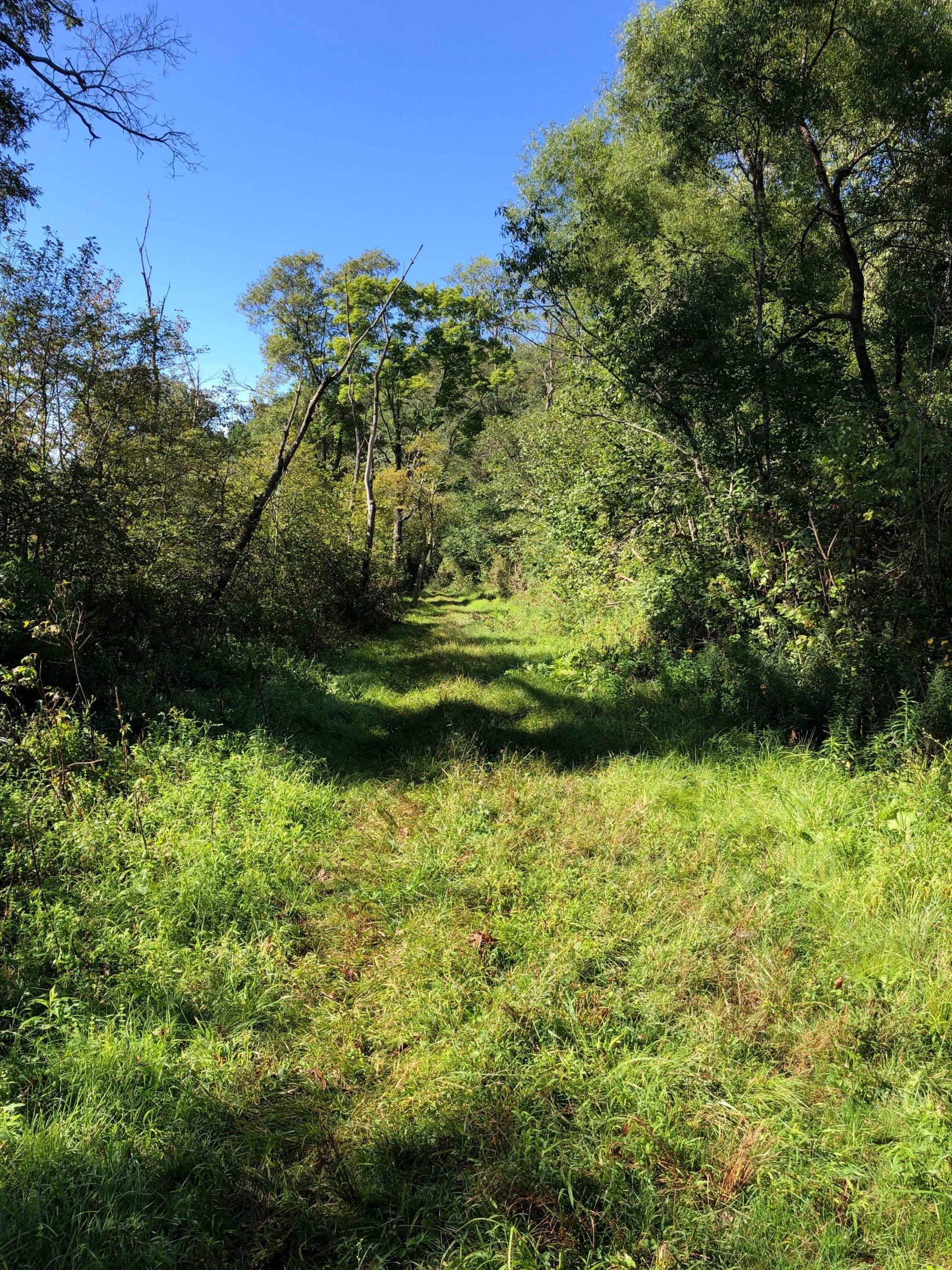 PEC Laurel Ridge-Forbes - Blair Bros. rail grade. Off of Mt. Streams Trail near Jones Mills.