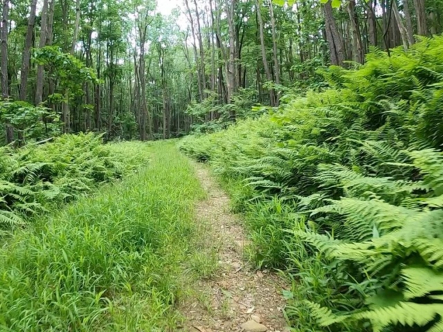 PEC Laurel Ridge-Forbes - Another shot of the snowmobile trail leading to Blue Hole.